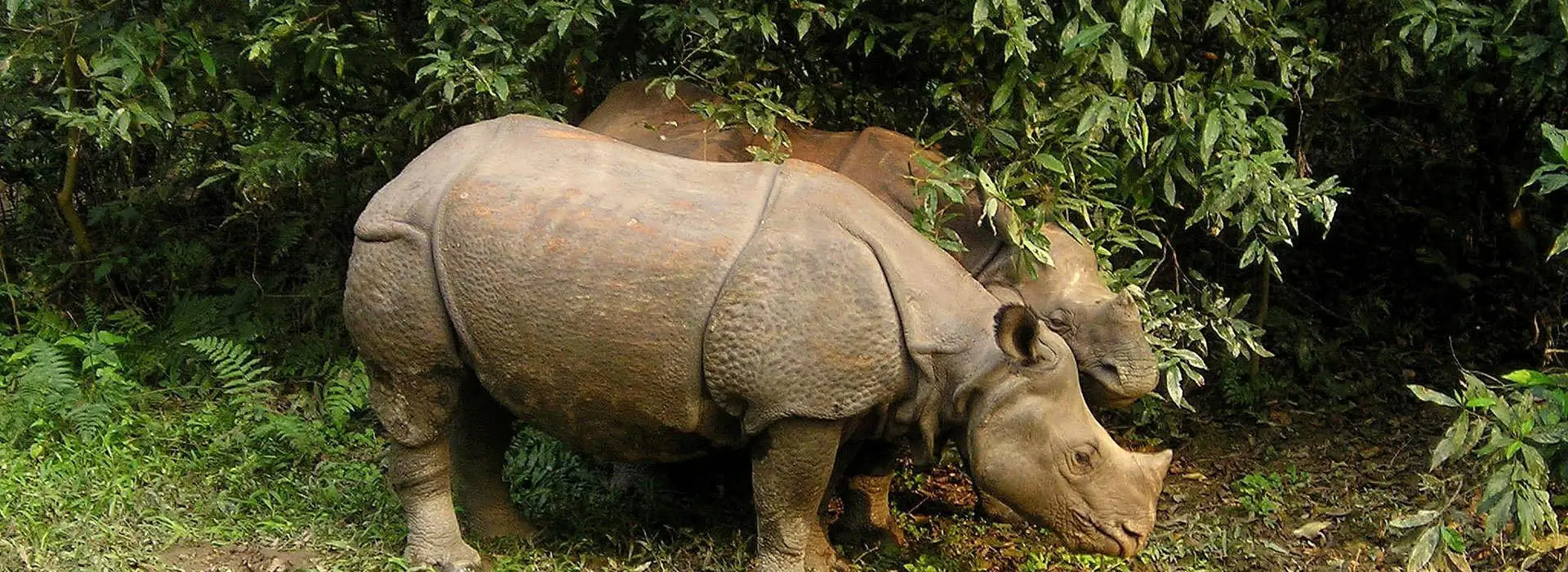 Chitwan Rhinos