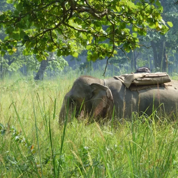 Visitor enjoying elephant ride in Chitwan National Park Nepal