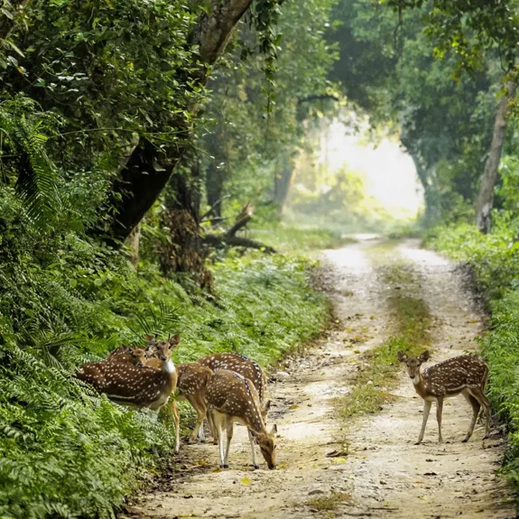 Wildlife and safari roads in Bardia National Park Nepal
