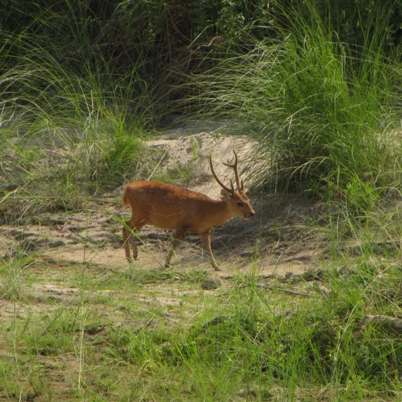 Deer spotted in Bardia National Park during wildlife safari tour