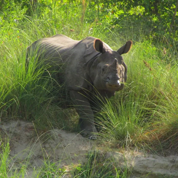 One-horned rhinoceros spotted in Bardia National Park Nepal wildlife safari