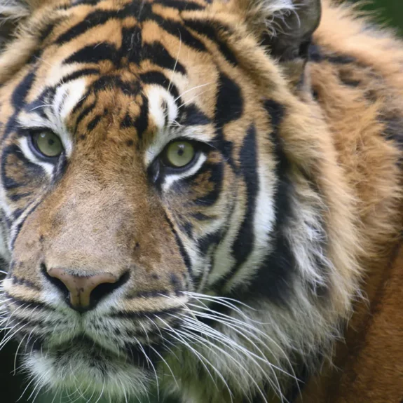 Royal Bengal tiger in Bardia National Park Nepal