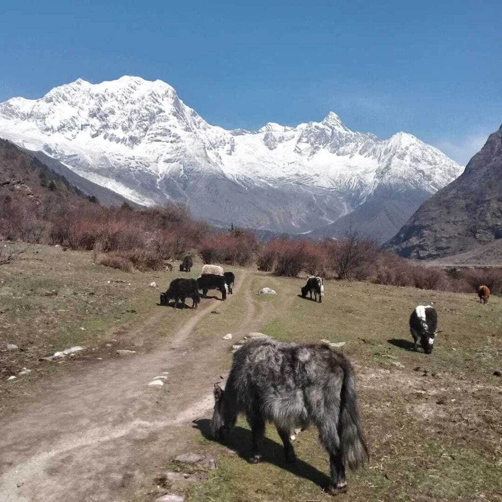 Local transportation and wildlife encountered along the Manaslu Circuit Trek, including yaks, pack animals, and mountain paths