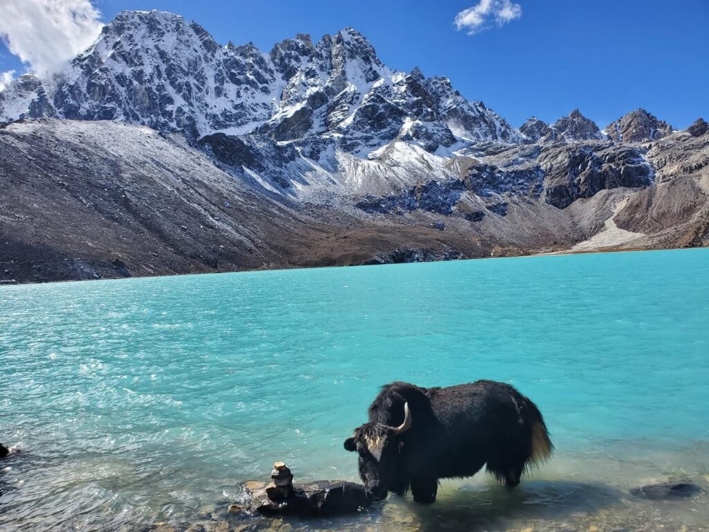 Wildlife spotting during Gokyo Lakes Trek – Himalayan Thar, musk deer, and rare alpine birds in Sagarmatha National Park