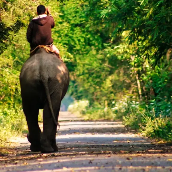 Koshi Tappu Wildlife Tour