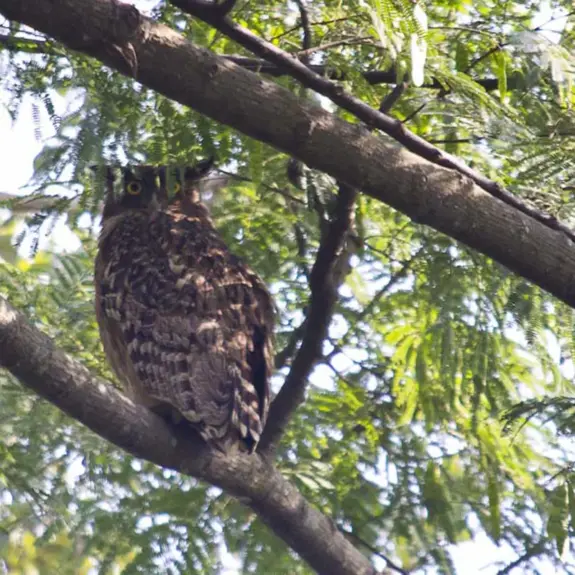 Koshi Wildlife Reserve