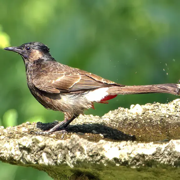 Red-vented bulbul