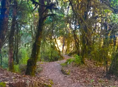 Shivapuri Forest Trek
