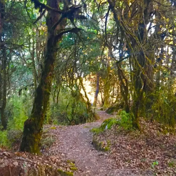 Shivapuri Forest Trek
