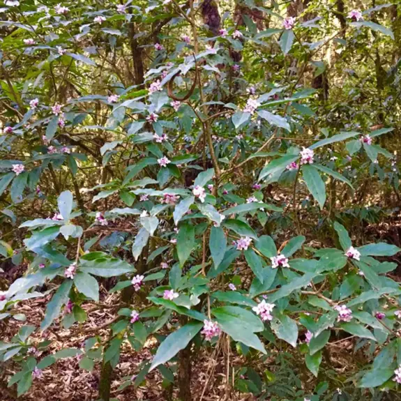 Shivapuri Hike